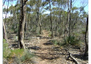 Bushland
 