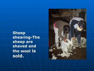 Sheep shearing-The sheep are shaved and the wool  is sold. 