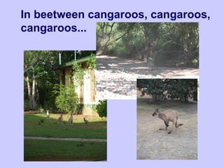 In beetween cangaroos, cangaroos,
cangaroos...
 