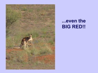 ...even the
BIG RED!!
 