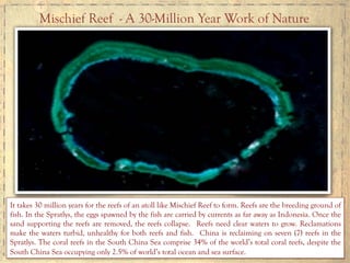 Mischief Reef - A 30-Million Year Work of Nature
It takes 30 million years for the reefs of an atoll like Mischief Reef to form. Reefs are the breeding ground of
fish. In the Spratlys, the eggs spawned by the fish are carried by currents as far away as Indonesia. Once the
sand supporting the reefs are removed, the reefs collapse. Reefs need clear waters to grow. Reclamations
make the waters turbid, unhealthy for both reefs and fish. China is reclaiming on seven (7) reefs in the
Spratlys. The coral reefs in the South China Sea comprise 34% of the world’s total coral reefs, despite the
South China Sea occupying only 2.5% of world’s total ocean and sea surface.
 