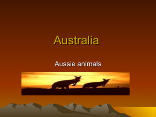Australia  Aussie animals 