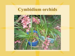 Cymbidium orchids
