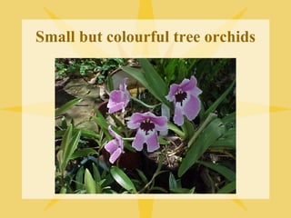 Small but colourful tree orchids