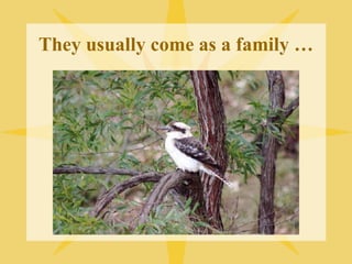 They usually come as a family …