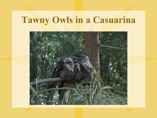 Tawny Owls in a Casuarina