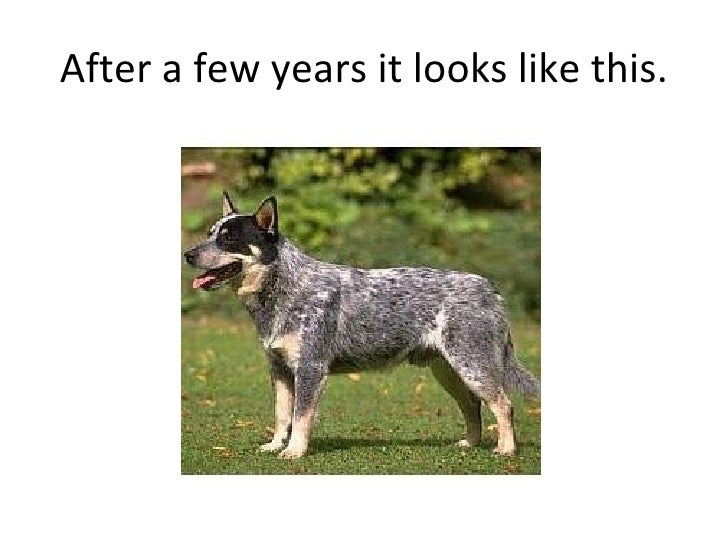 australian cattle dogs australian cattle dog size
