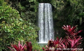 Milla CMilla cascade Queensland

 