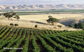 McLaren vineyards

 