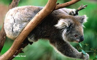 Koala bear

 
