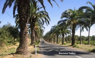 Barossa Valley

 