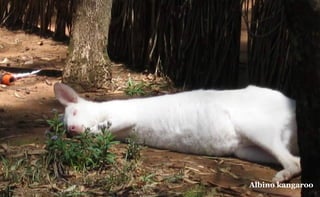 Albino kangaroo

 