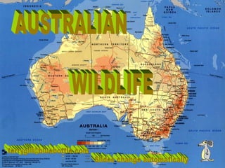AUSTRALIAN WILDLIFE [email_address] Slides change automatically 
