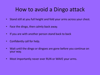 How to avoid a Dingo attack
• Stand still at you full height and fold your arms across your chest.
• Face the dingo, then calmly back away.
• If you are with another person stand back to back
• Confidently call for help.
• Wait until the dingo or dingoes are gone before you continue on
your way.
• Most importantly never ever RUN or WAVE your arms.
 