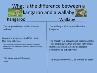 What is the difference between a
kangaroo and a wallaby
Kangaroo Wallaby
The kangaroo is much taller than an
wallaby
The wallaby is a lot shorter than the
kangaroo
Kangaroos are grazers and that means
That they eat grass. The Wallaby is a browser and that means that
Their diet is leaves that are from native trees
But these animals can also be grassers
Sometimes to but not often
There is another easy way to tell the difference between
the kangaroo and the wallaby and that is the color that they
have on them.
The kangaroo only has one
color
The wallaby only has 2 or 3 colors on them
 