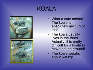 KOALA What a cute animal! The koala is absolutely my cup of tea! The koala usually lives in the trees. Actually, it is pretty difficult for a koala to move on the ground! The koala weighs about 6-8 kg! 