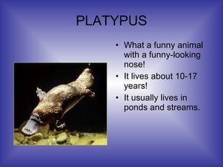 PLATYPUS What a funny animal with a funny-looking nose! It lives about 10-17 years! It usually lives in ponds and streams. 