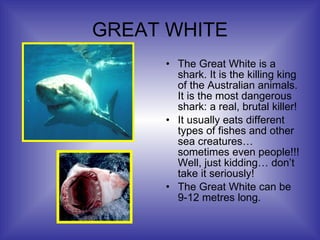 GREAT WHITE The Great White is a shark. It is the killing king of the Australian animals. It is the most dangerous shark: a real, brutal killer! It usually eats different types of fishes and other sea creatures… sometimes even people!!! Well, just kidding… don’t take it seriously! The Great White can be 9-12 metres long. 