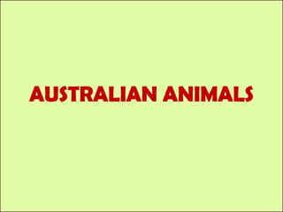 AUSTRALIAN ANIMALS 