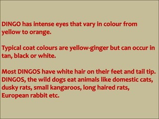 Australian animals | PPT | Free Download