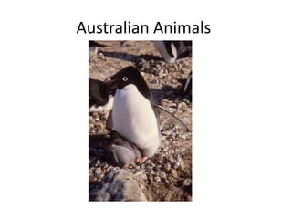 Australian Animals
 