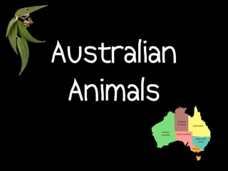 Australian
 Animals
 