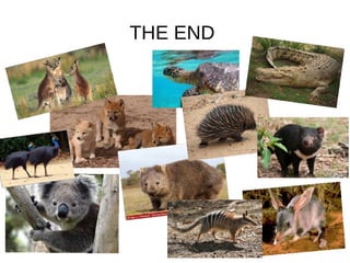 Native Australian Animals Collage