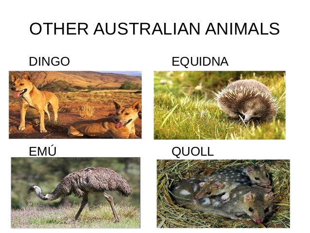 pictures of australian animals