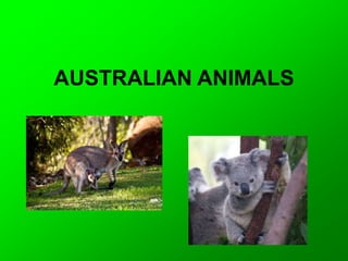 AUSTRALIAN ANIMALS
 