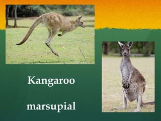 Australian animals powerpoint | PPTX