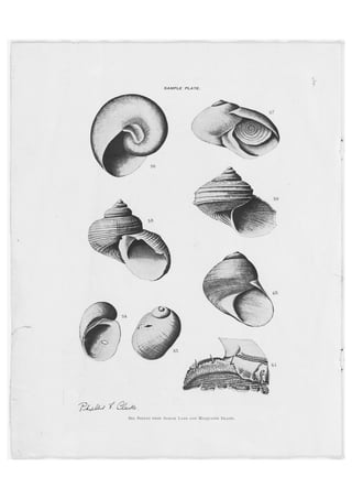 Australian Antarctic Expedition