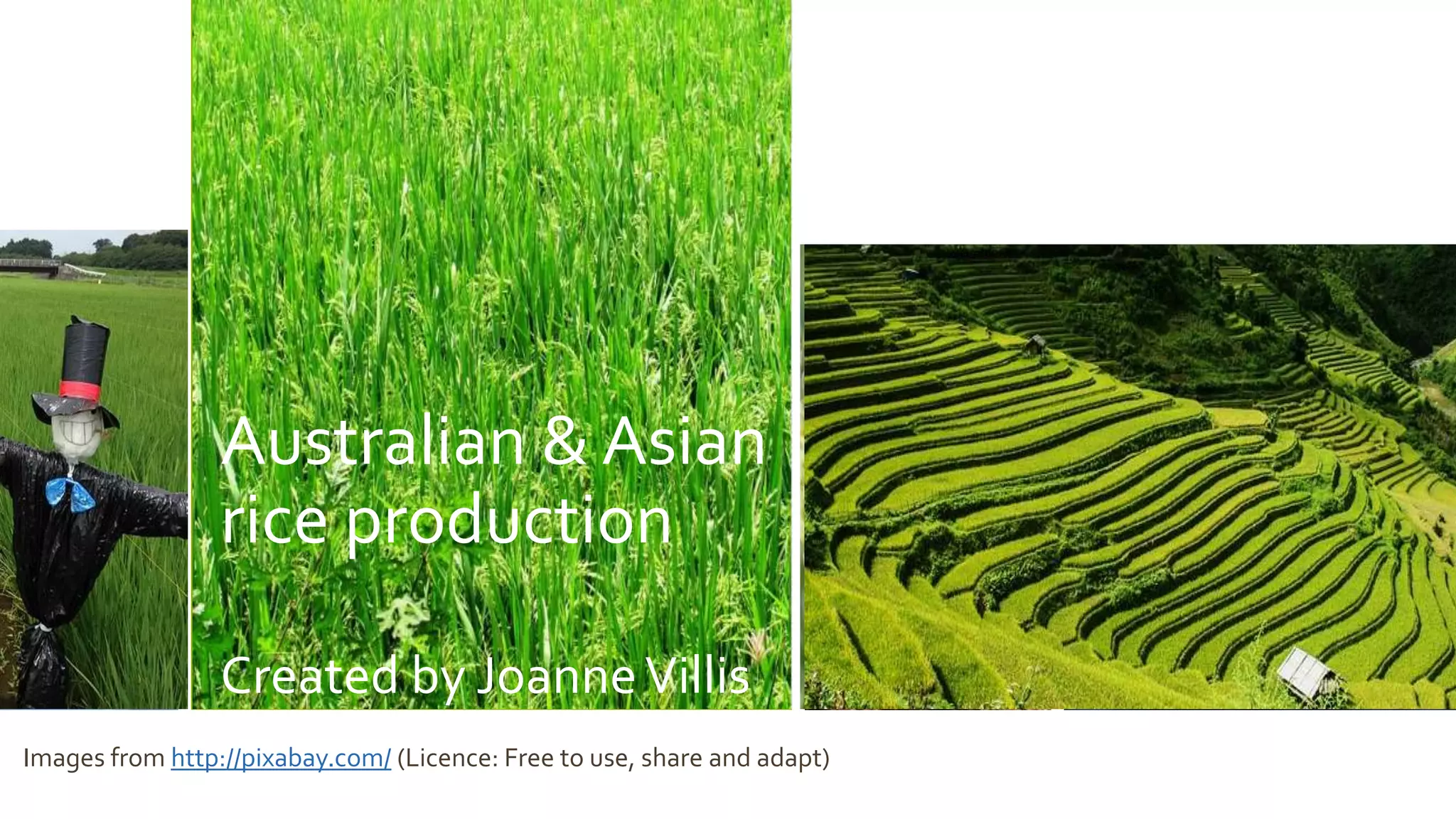 Australian and Asian Rice Production | PPTX