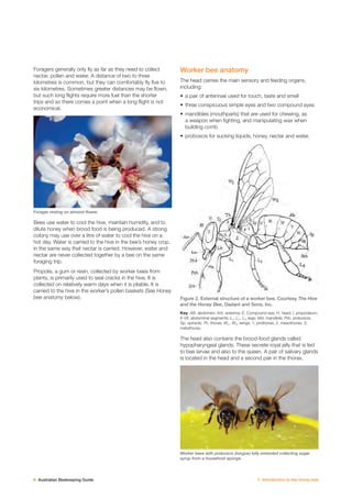 Beekeeping Guide.pdf Australian beekeeping guide | PDF