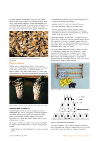 Australian beekeeping guide | PDF