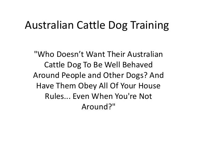 australian cattle dog training