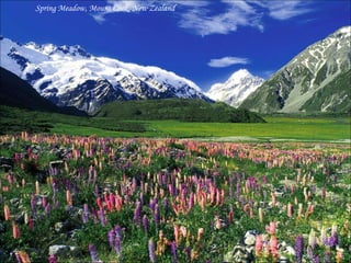 Spring Meadow, Mount Cook, New Zealand 