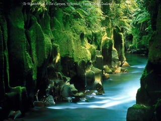 Te Whaiti-Nui-A-Toi Canyon, Whirinaki Forest New Zealand 