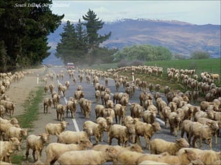 South Island, New Zealand 