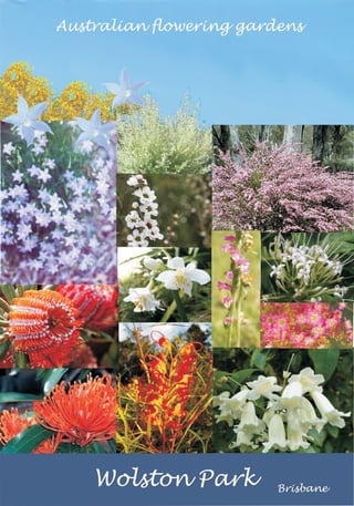 Australian flowering garden