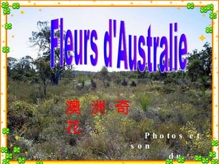 Fleurs d'Australie Photos et son  du Web 澳 洲 奇 花 