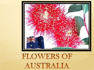 FLOWERS OF AUSTRALIA 