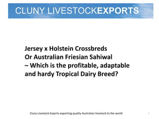 Cluny Livestock Exports exporting quality Australian livestock to the world 1
Jersey x Holstein Crossbreds
Or Australian Friesian Sahiwal
– Which is the profitable, adaptable
and hardy Tropical Dairy Breed?
 