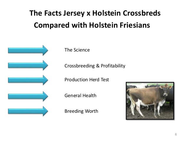 dairy cow facts