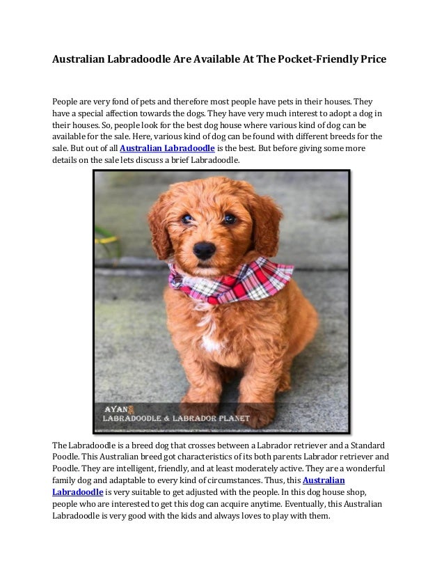 labradoodle australien multigénérationnel