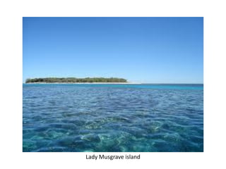 Lady Musgrave island
 