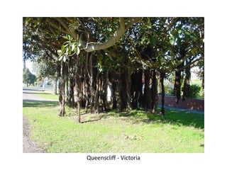 Queenscliff - Victoria
 