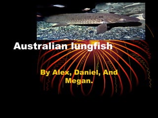 Australian lungfish  By Alex, Daniel, And Megan. 