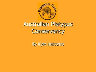 Australian Platypus Conservancy By Kyle Halcomb 