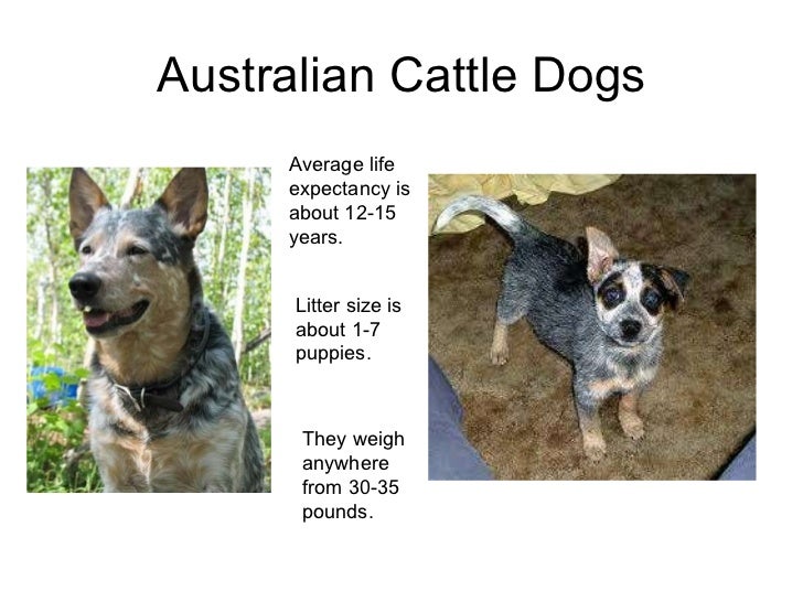 Australian powerpoint final