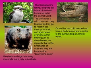 Crocodiles are cold blooded and have a body temperature similar to the surrounding air, land or water.  The Kookaburra's rolling, laughing call is one of the best-known sounds in the animal world. The birds raise a wild chorus of crazy laughter as they go to roost in the treetops at dusk, and again wake everyone within hearing just as dawn breaks, so regularly that in the hinterlands of Australia they are know as the "bushman's clock." Wombats are large burrowing mammals found only in Australia.  